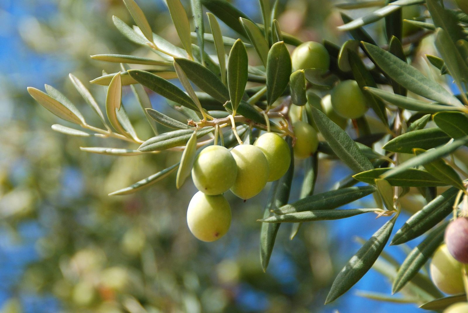 Les Huiles d'Olives Maxime