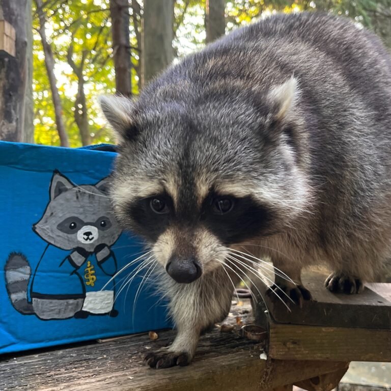 Torontozoo 2 768x768