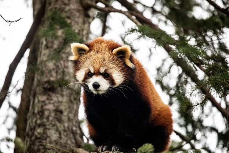 Torontozoo 4 1 768x512